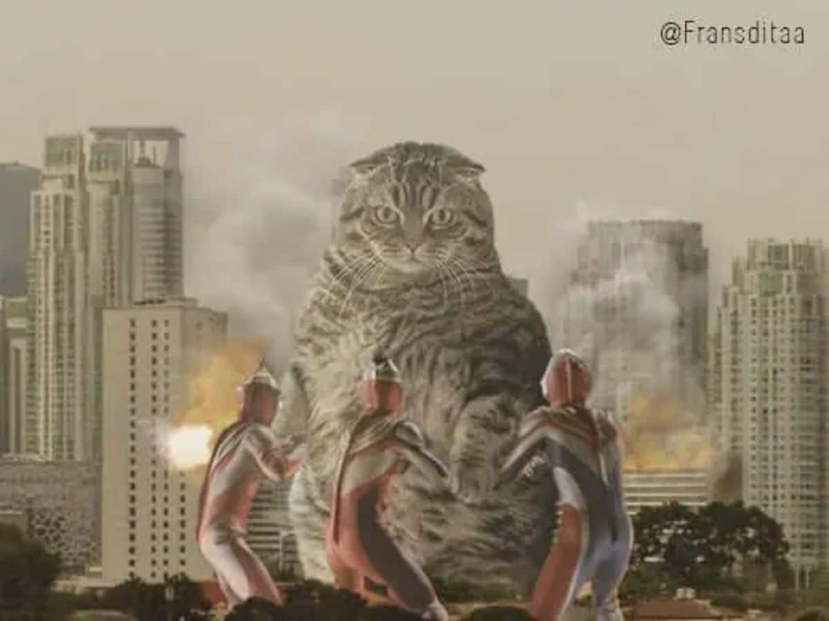 giant photoshopped grey tabby cat standing on its hind legs in front of a burning city with 3 superheroes in red white and blue face it