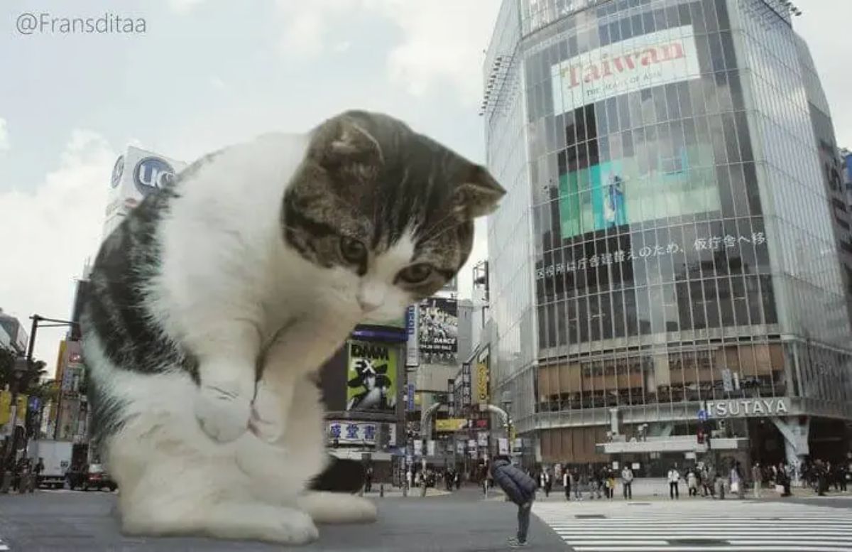 giant photoshopped grey and white tabby cat standing on a road bowing to a man who is bowing to it