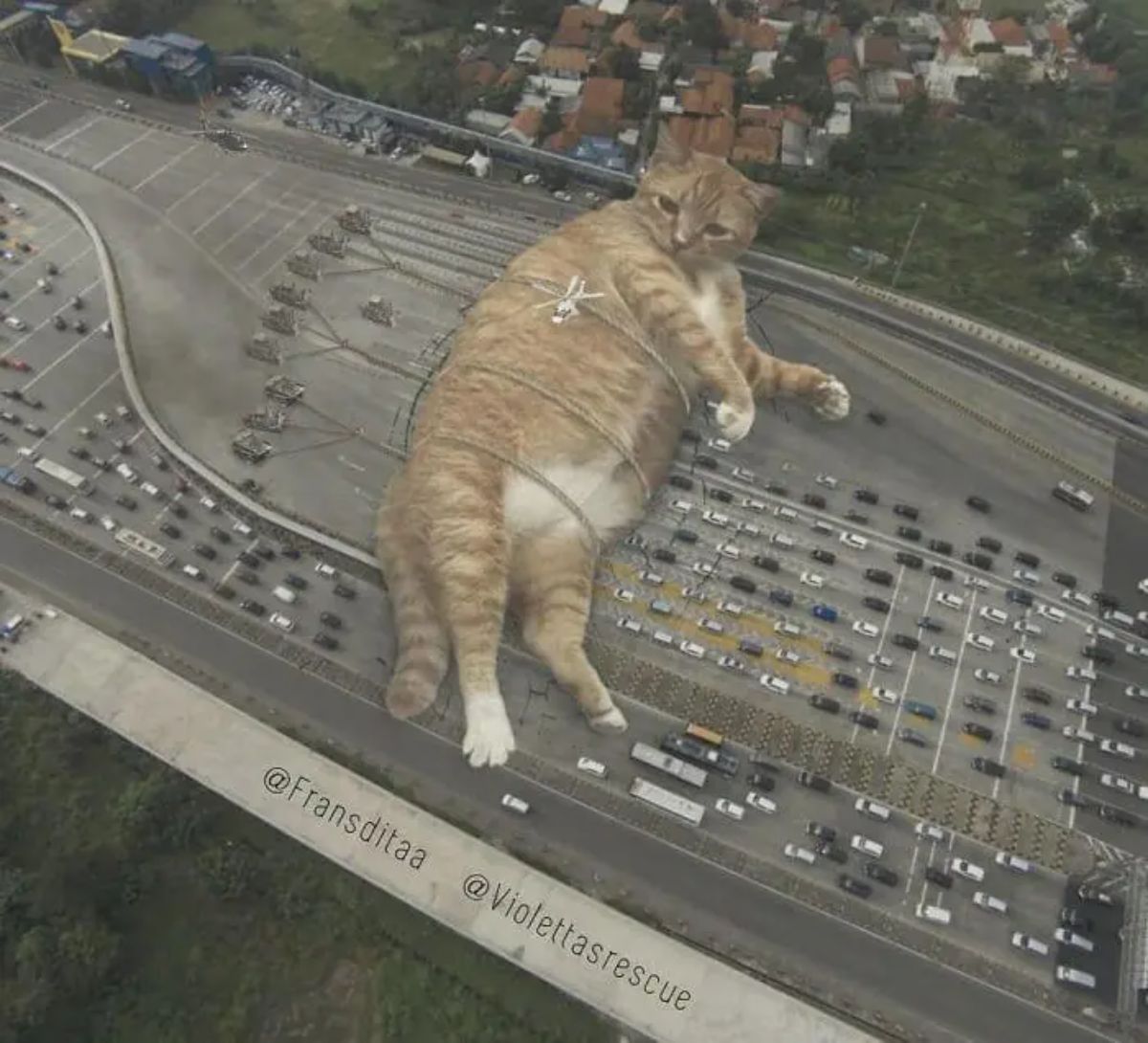 giant photoshopped orange and white cat laying across a multi-lane highway blocking cars with some trucks and a helicopter tying the cat up with thick rope