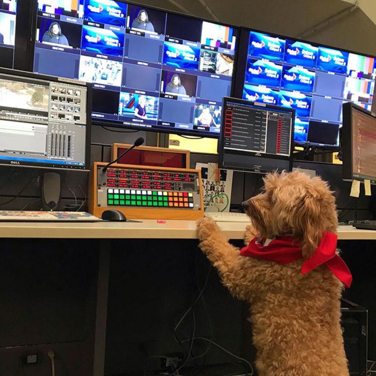 golden doodle wearing red bandana in front of computer and television screens