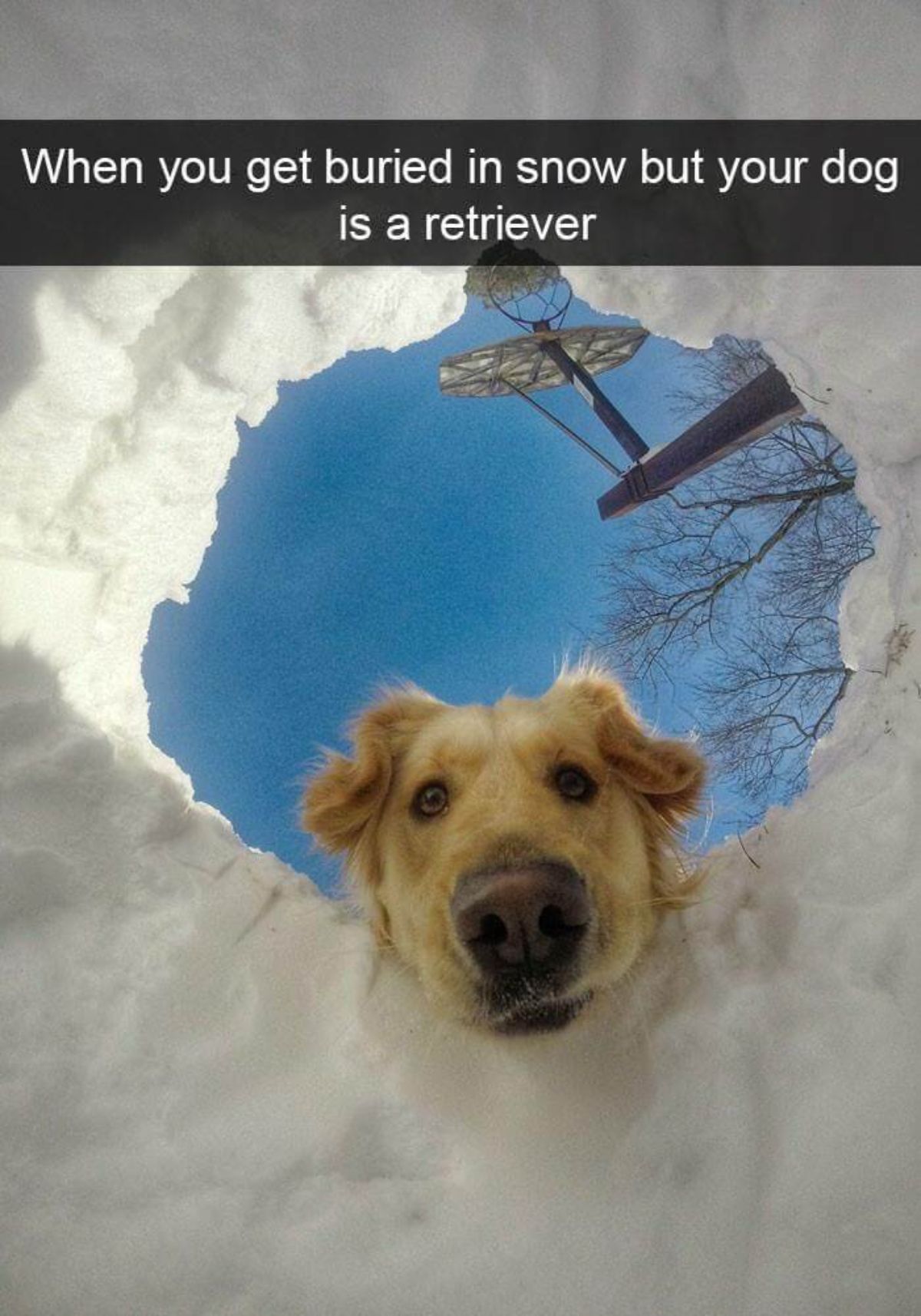 golden retriever looking down at someone through a hole in ice with a caption saying when you get buried in snow but your dog is a retriever