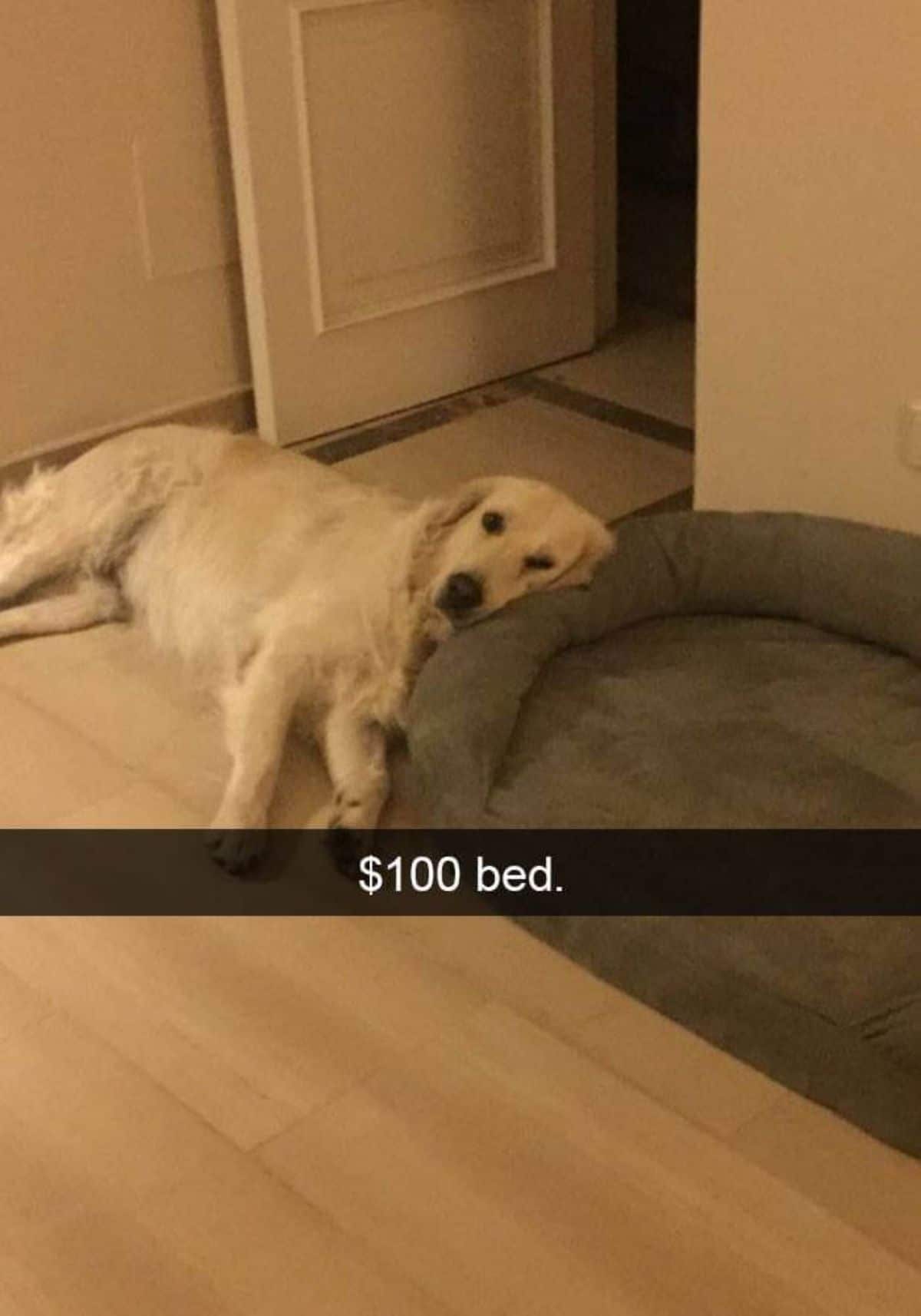 golden retriever laying on the floor with the head on the corner of a grey dog bed with a caption saying $100 bed