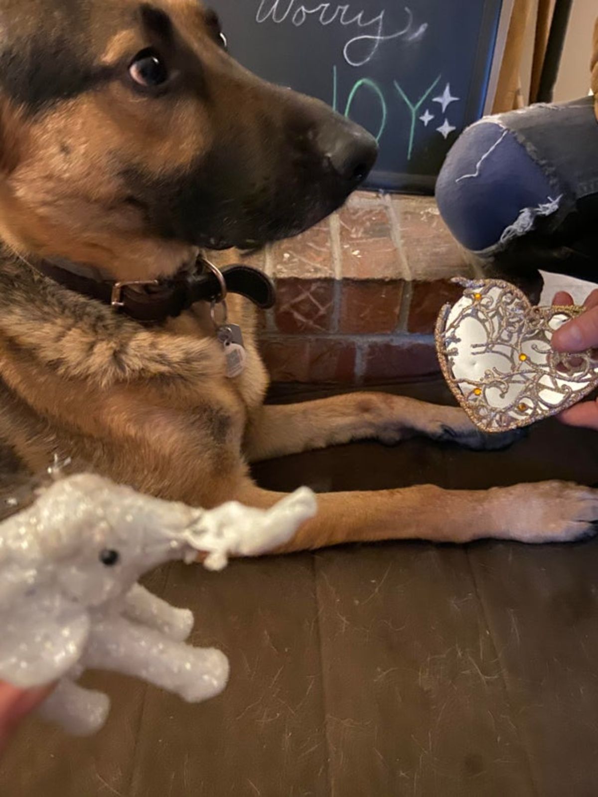 golden shepherd laying on the floor looking alarmed while someone holds out a silver heart ornament and silver elephant ornament in front of the dog