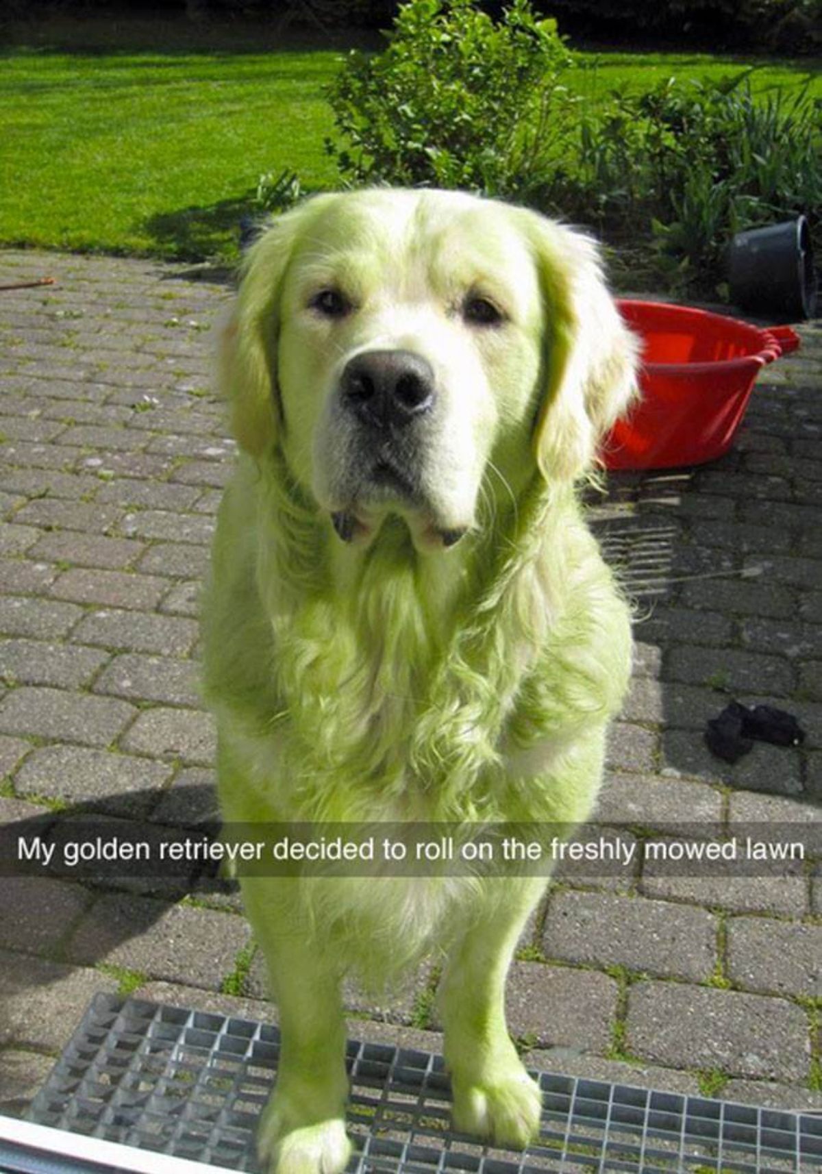 green-tinted golden retriever standing in a garden in front of a lawn with a caption saying my golden retriever decided to roll in the freshly mowed lawn