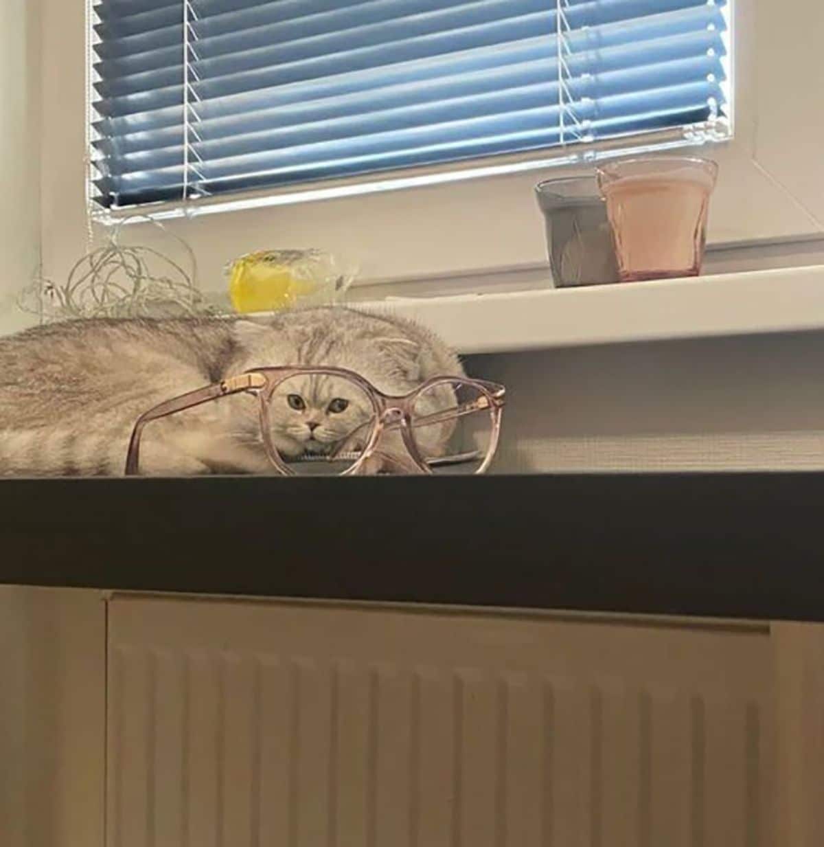 grey and black cat sleeping on a window sill and looking throuhg a pair of pink framed spectacles