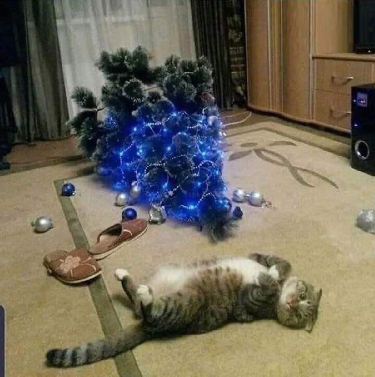 grey and white cat laying belly up on brown carpet next to a christmas tree toppled on the floor