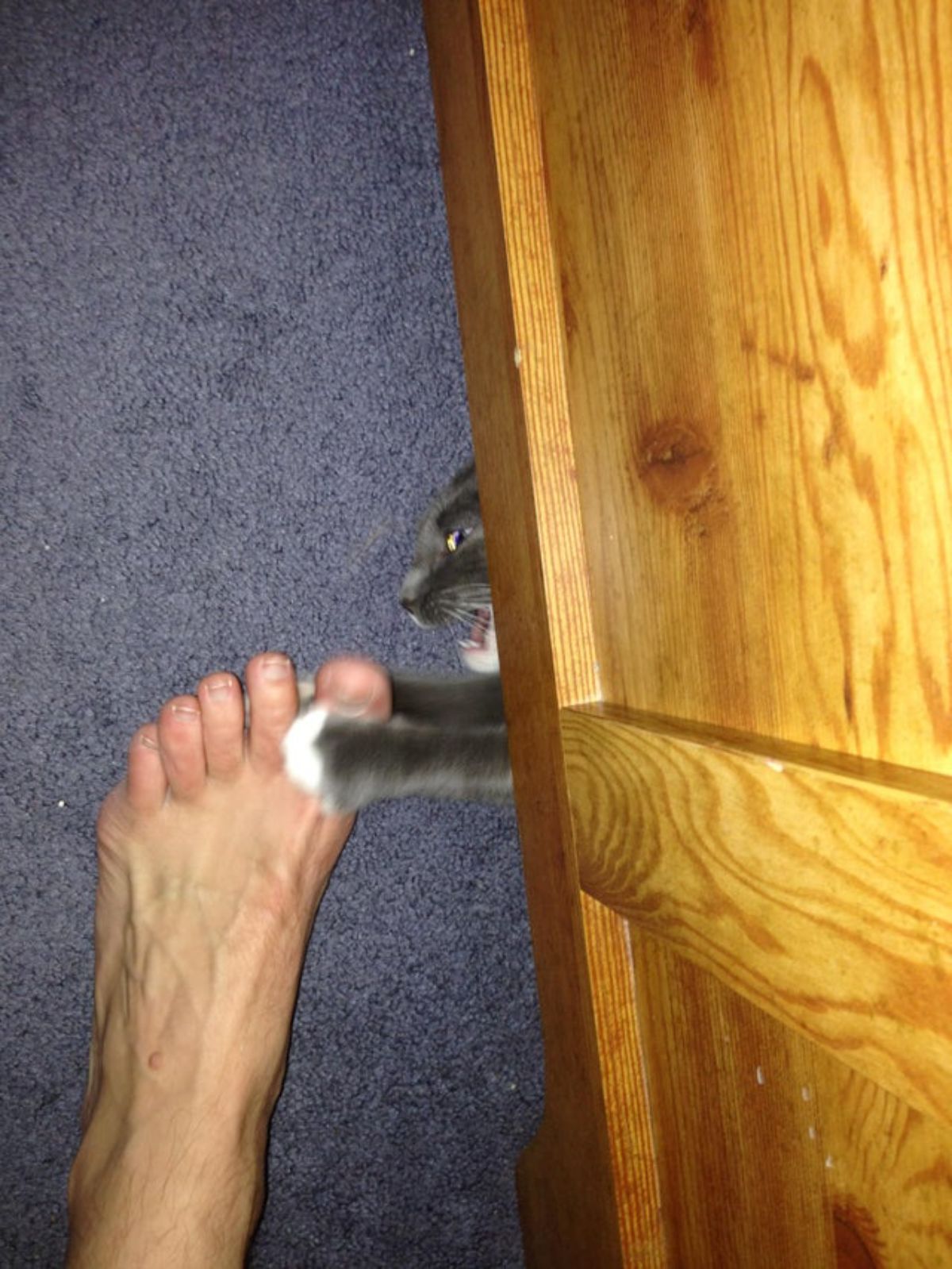 grey and white cat reaching out from under a brown cupboard to attack someone's foot