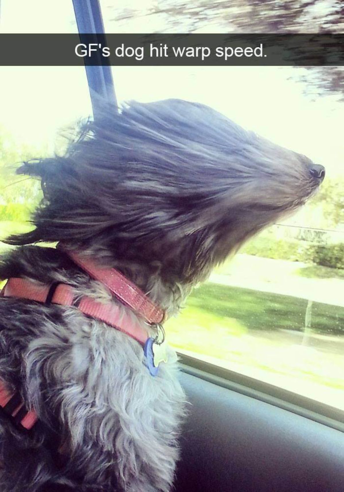 grey and white fluffy dog in a car with the wind blowing the fur to the back with a caption saying GF"s dog hit warp speed