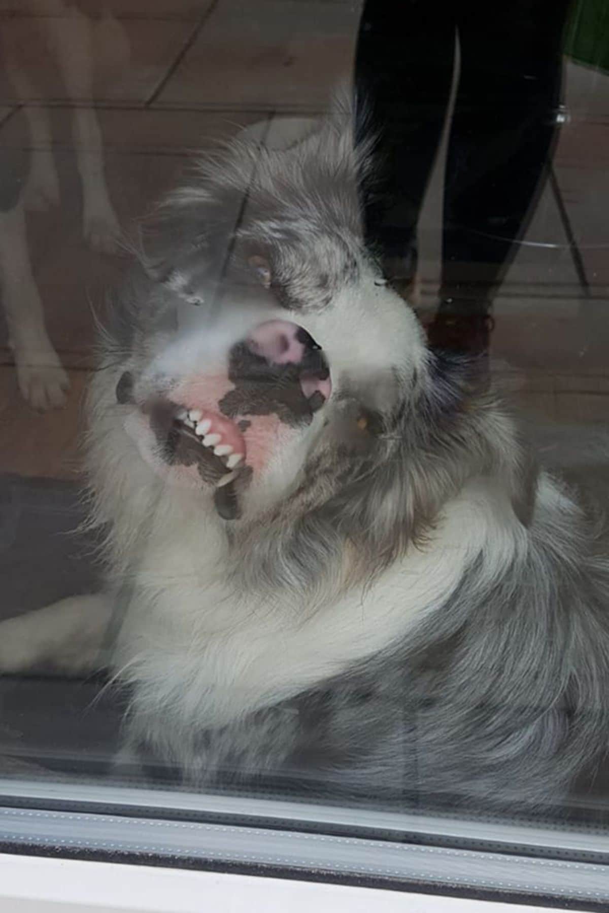 grey and white fluffy dog smooshing the nose against glass