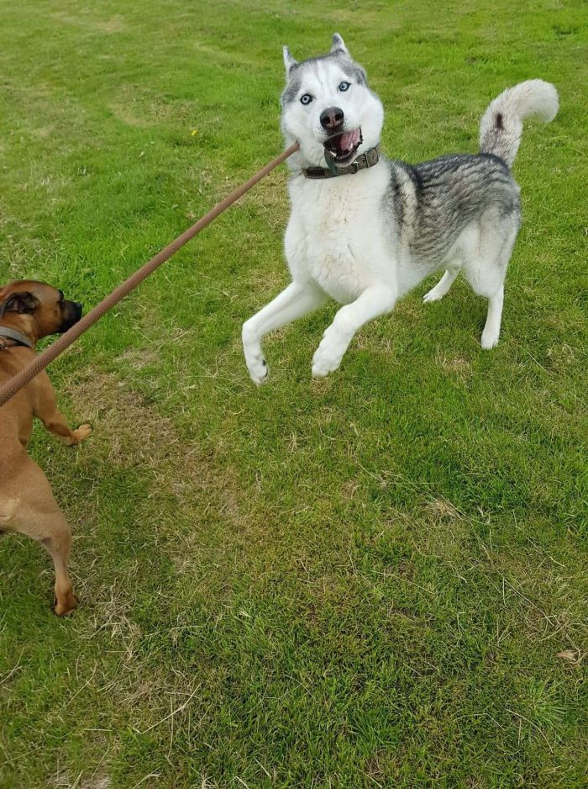 grey and white husky jumping on grass with a long stick on the side of its face with a brown dog next to it on the grass