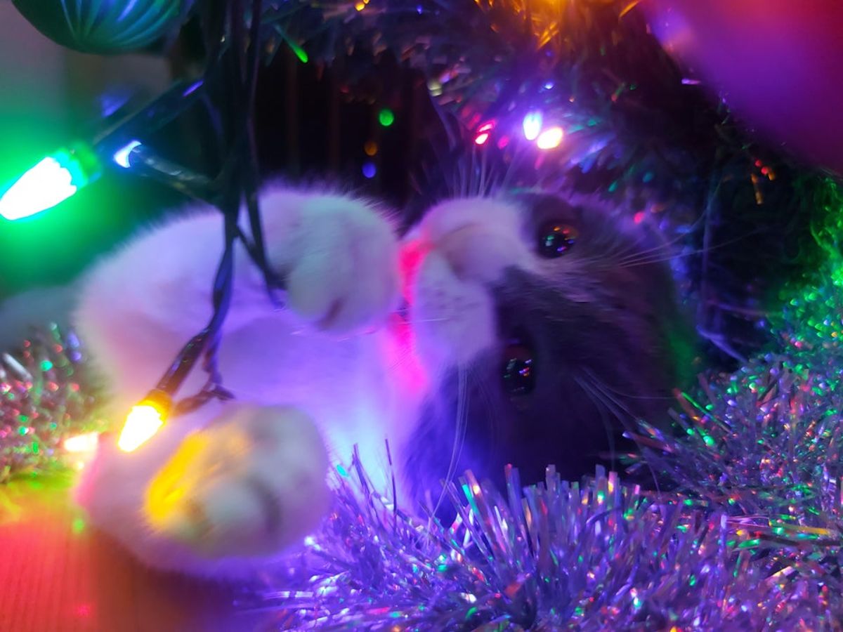 grey and white kitten attacking christmas decorations
