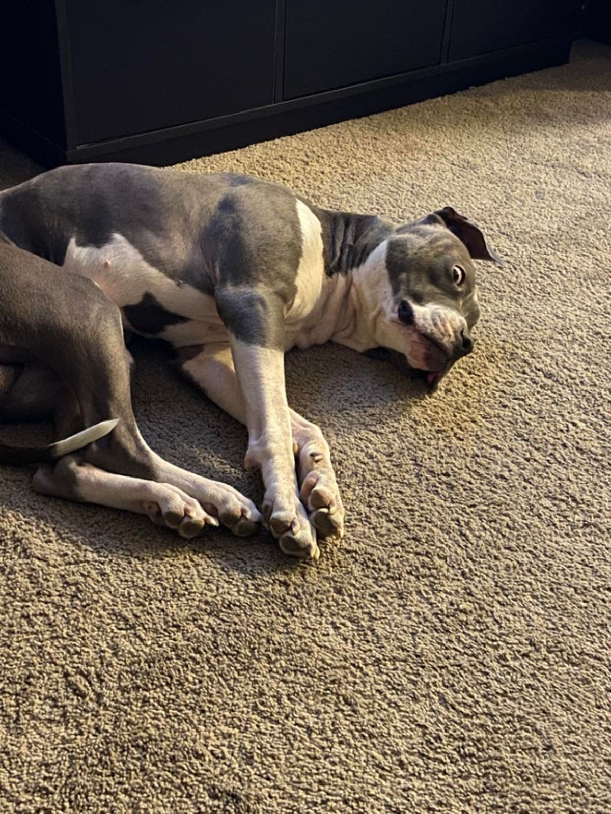 grey and white pitbull laying sideways on a carpet with the eyes bugging out