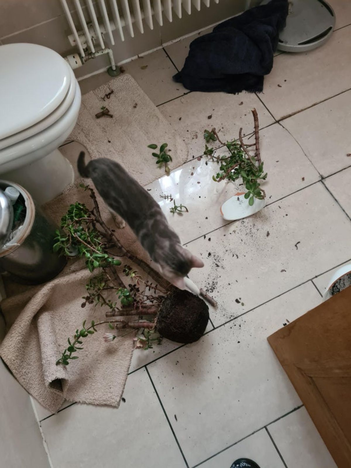 grey and white tabby cat in a bathroom with a smashed plant pot