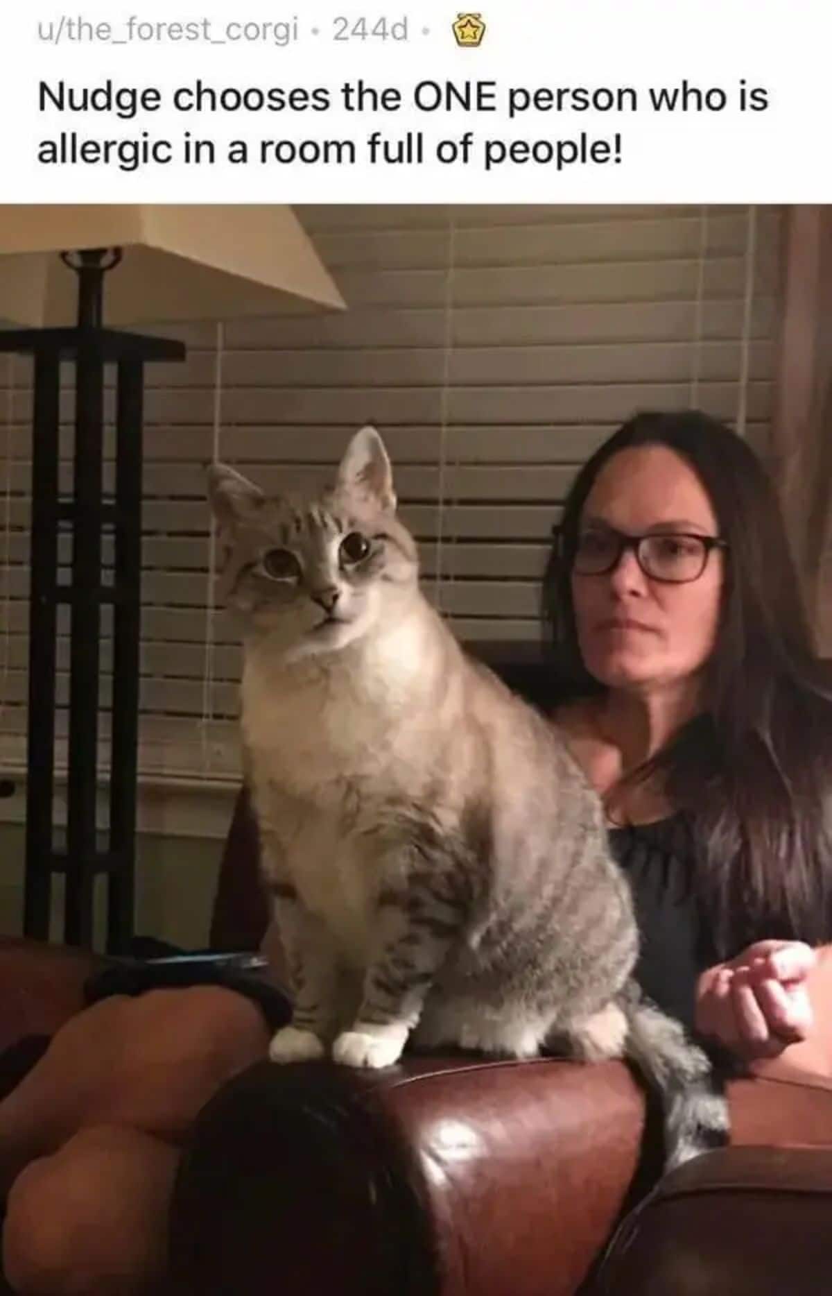 grey and white cat sitting on the lap of a woman sitting in a brown chair