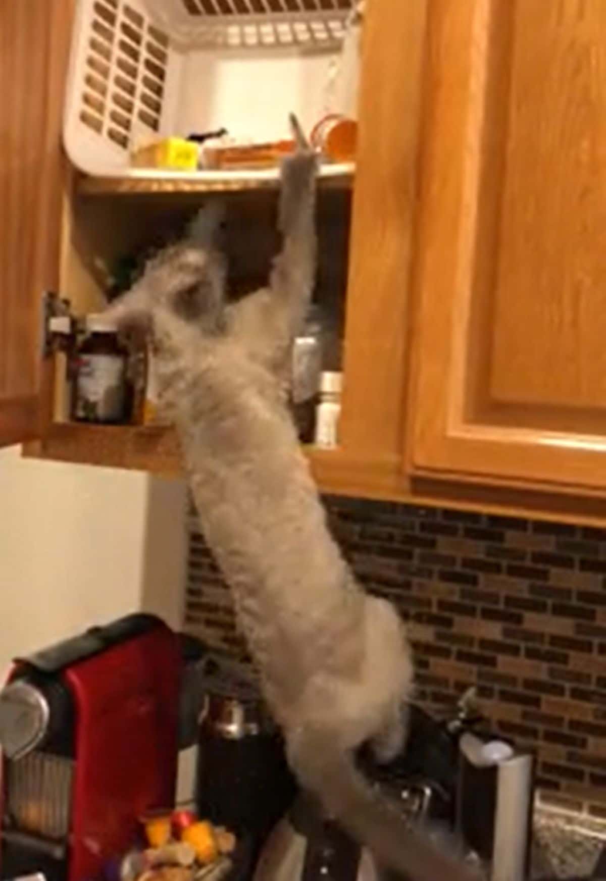 grey cat hanging from a basket on a high shelf in an open pantry cupboard with the things in it toppling out