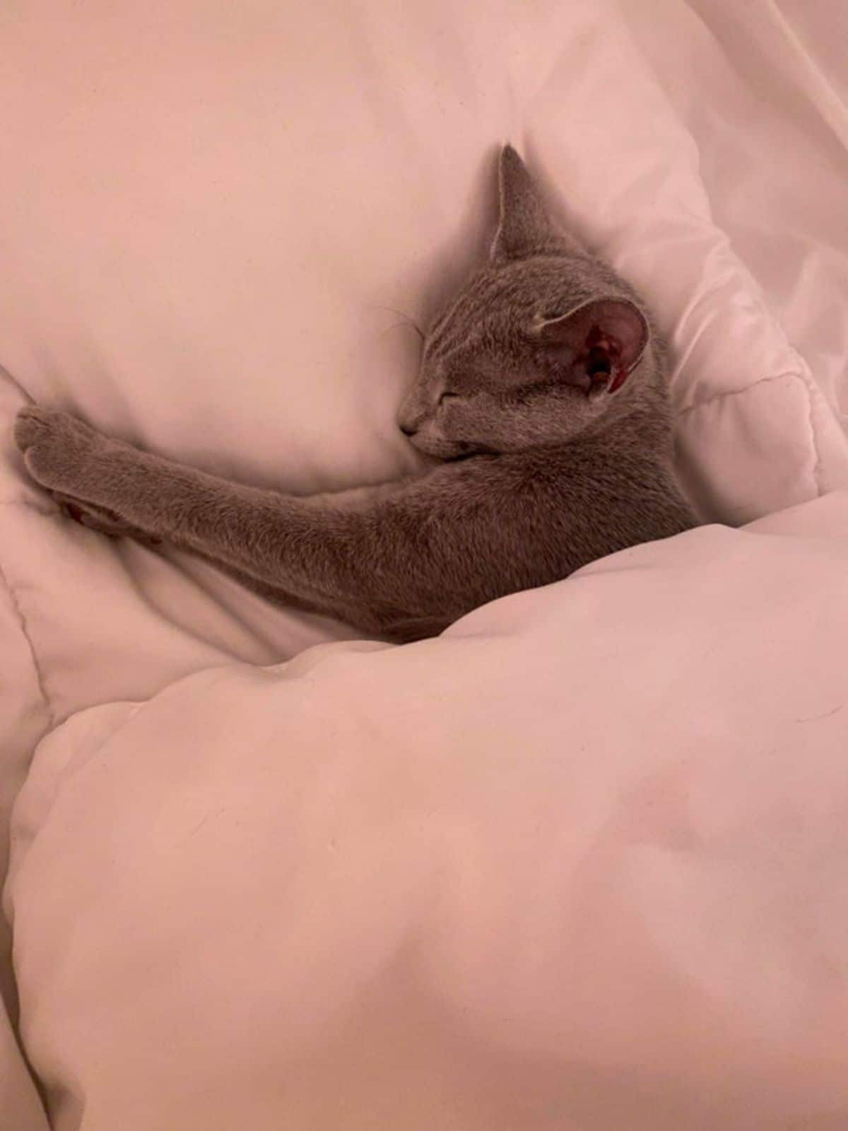 grey cat sleeping on a pink bed under a pink blanket wih the left front leg stretched out to the right