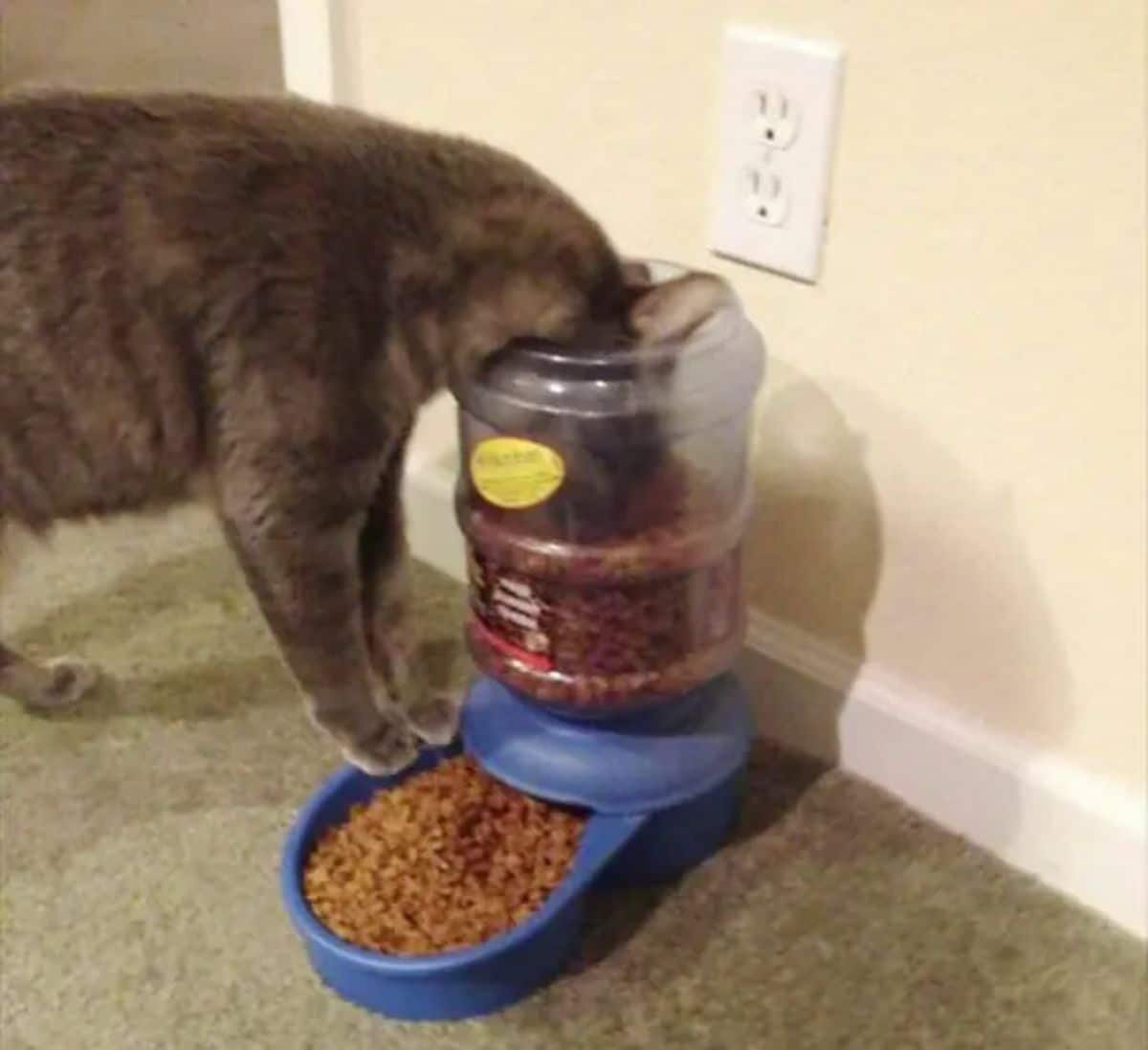 grey cat standing at an automatic feeder with a full bowl eating out of the plastic bowl from the top