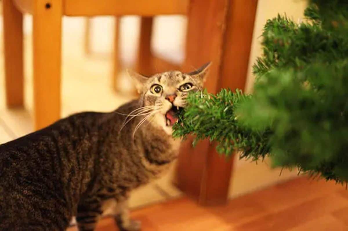 grey tabby cat biting into a corner of a christmas tree