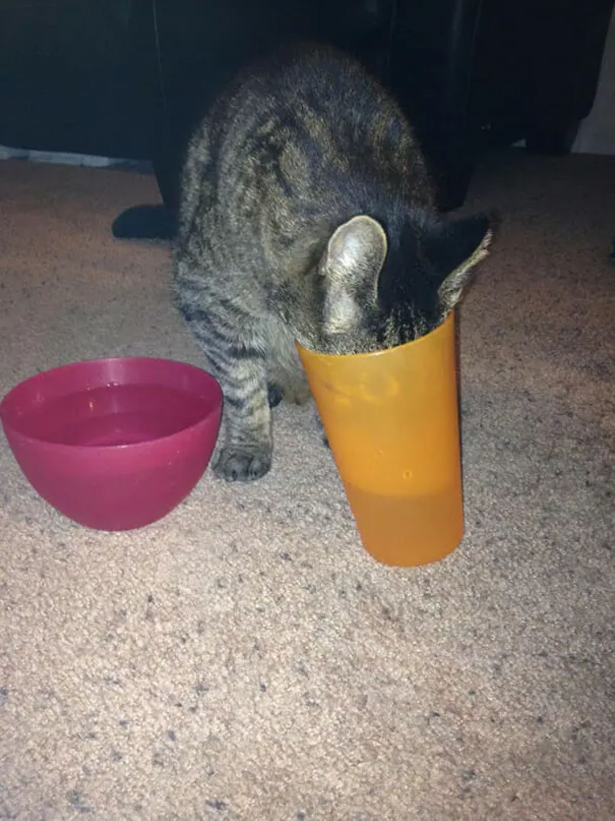 grey tabby cat drinking water out of a yellow plastic cup on the floor next to a pink plastic bowl of water