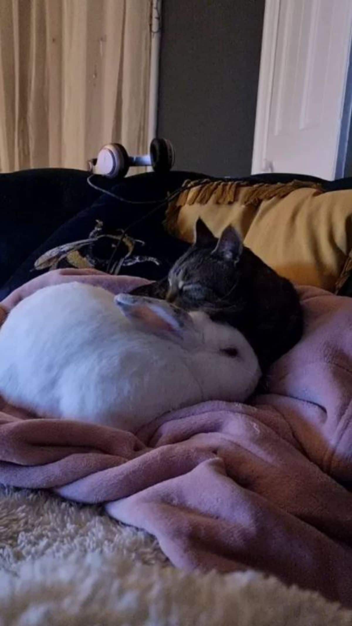 grey tabby cat grooming a white rabbit on a bed