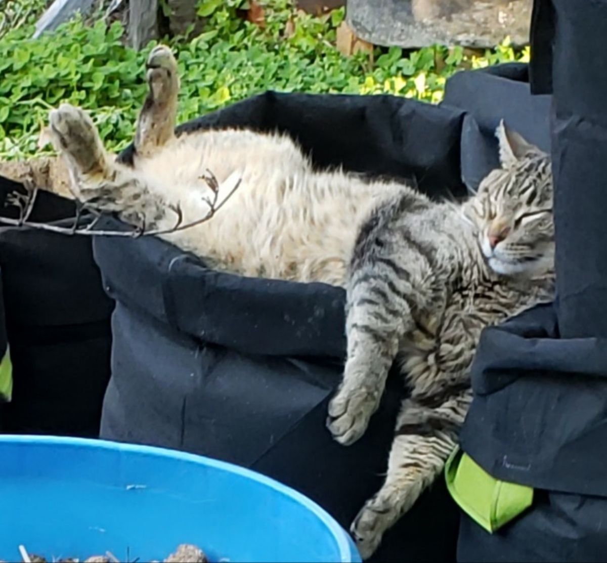 grey tabby cat laying in a black cloth barrel in a garden