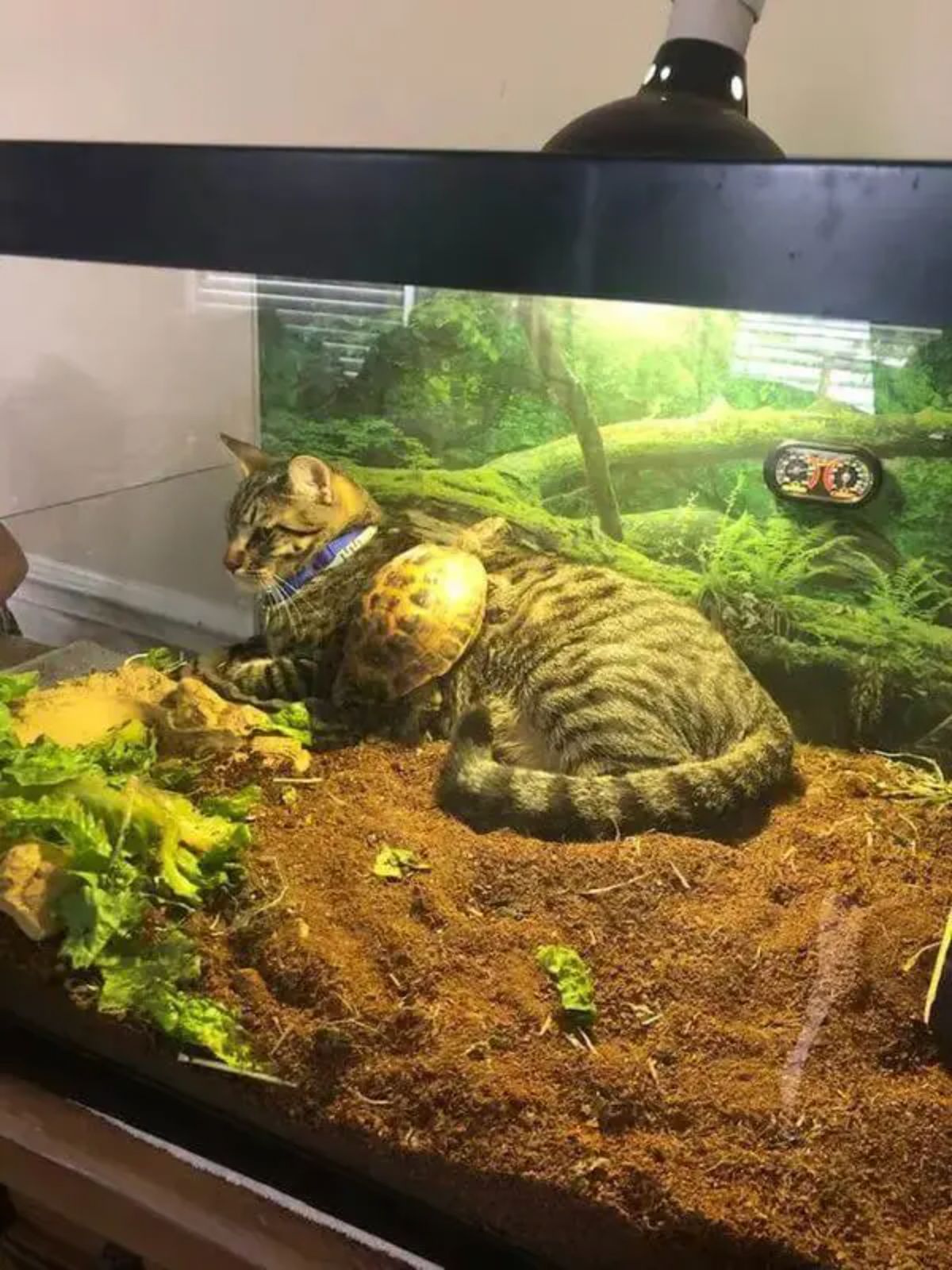 grey tabby cat laying in a terrarium with a brown and black tortoise climbing the cat's side