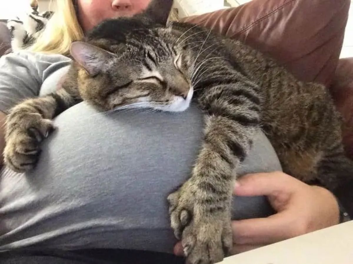 grey tabby cat laying on a pregnant person's stomach and hugging it