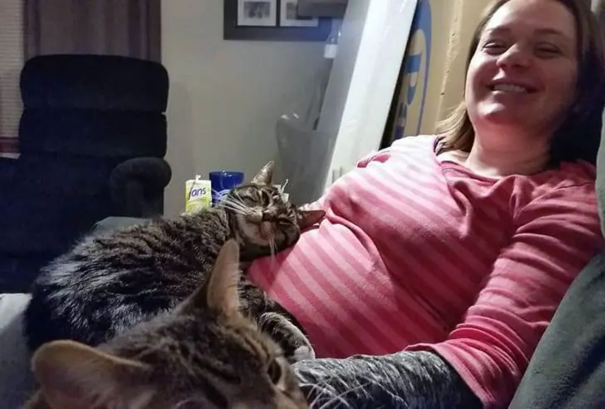 grey tabby cat laying on a pregnant woman with another grey tabby next to them