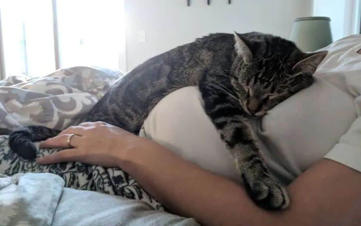 grey tabby cat laying on a pregnant woman