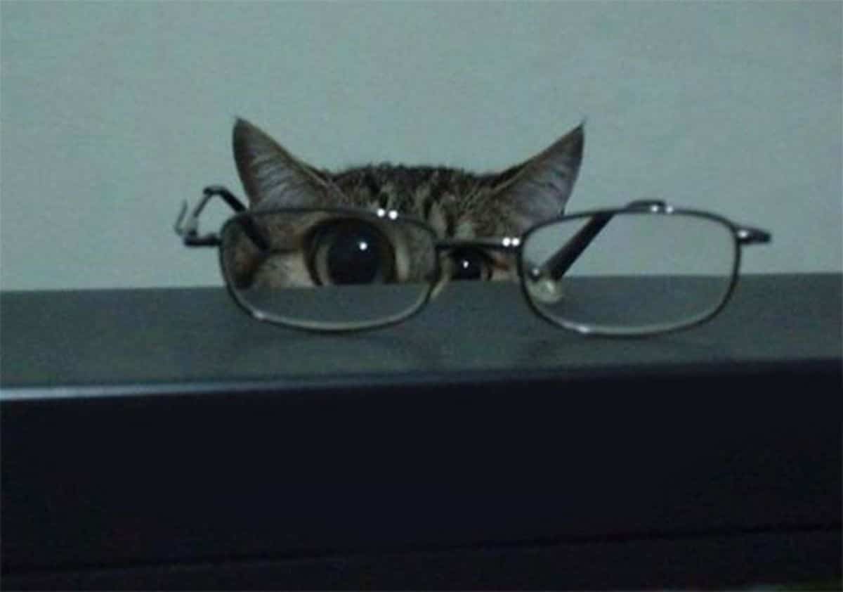 grey tabby cat looking through spectacles