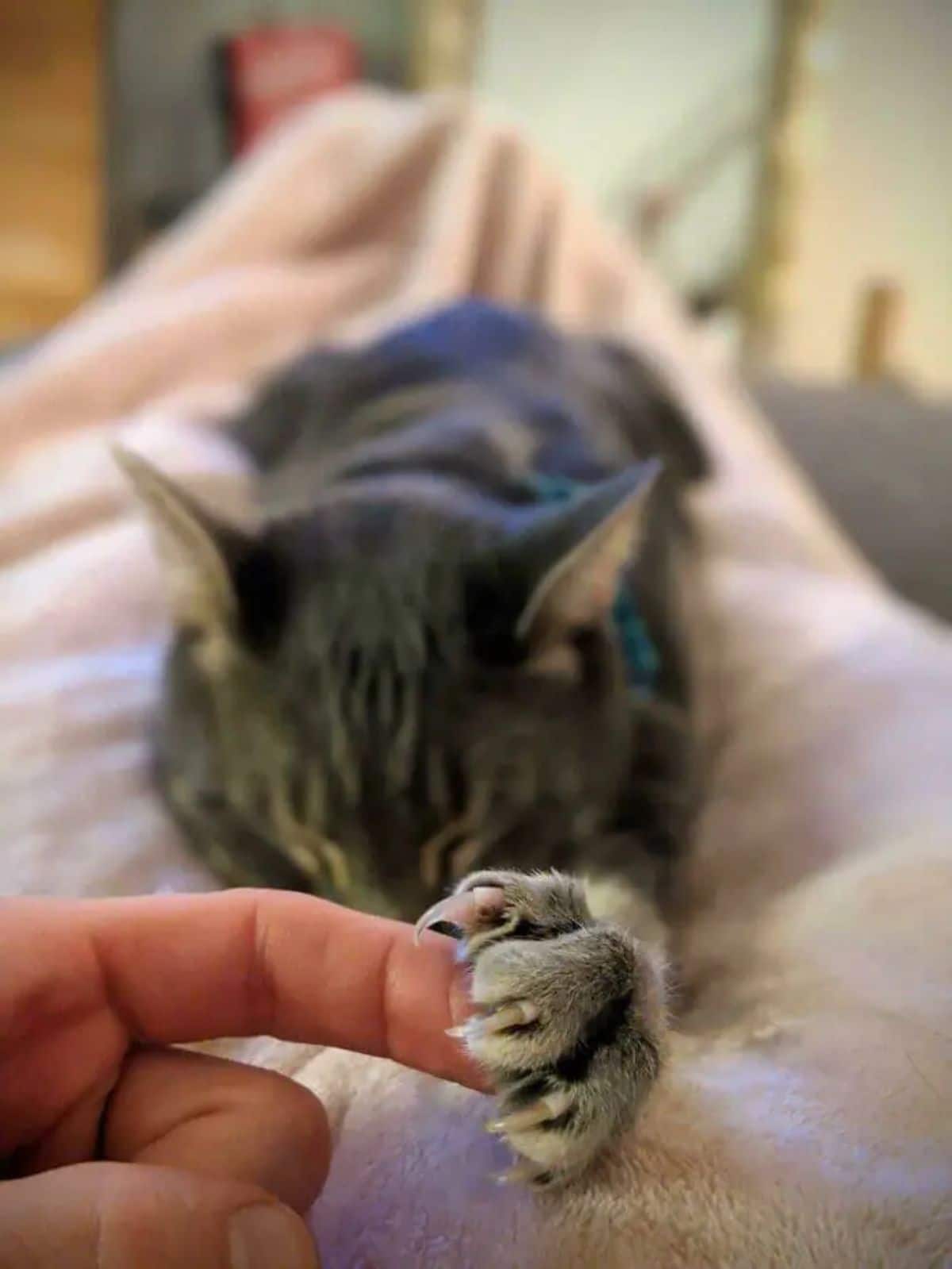 grey tabby cat on a white blanket with someone's finger in its paw