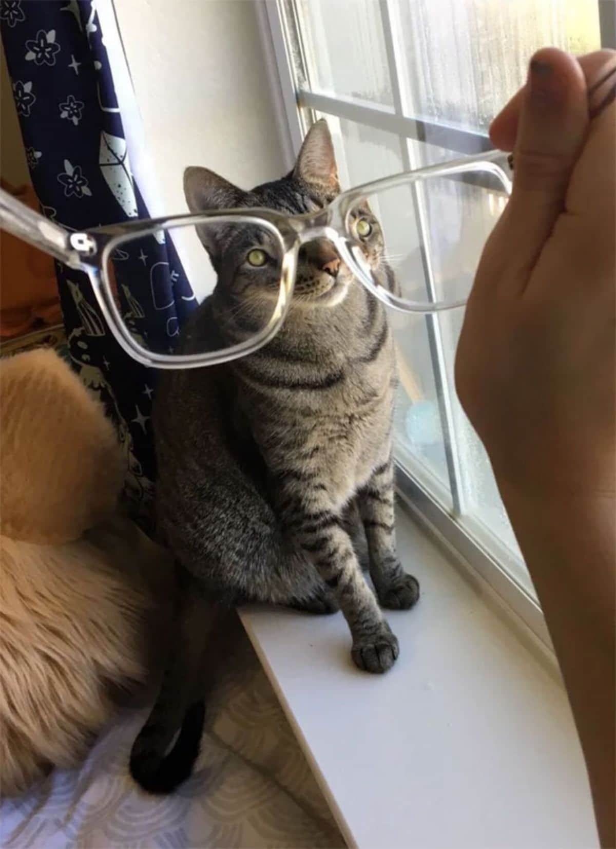 grey tabby cat seen through spectacles
