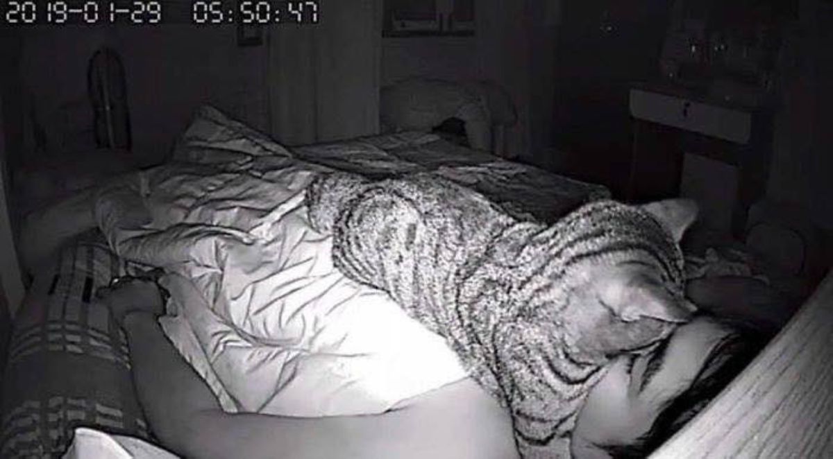 grey tabby cat sleeping on someone's face