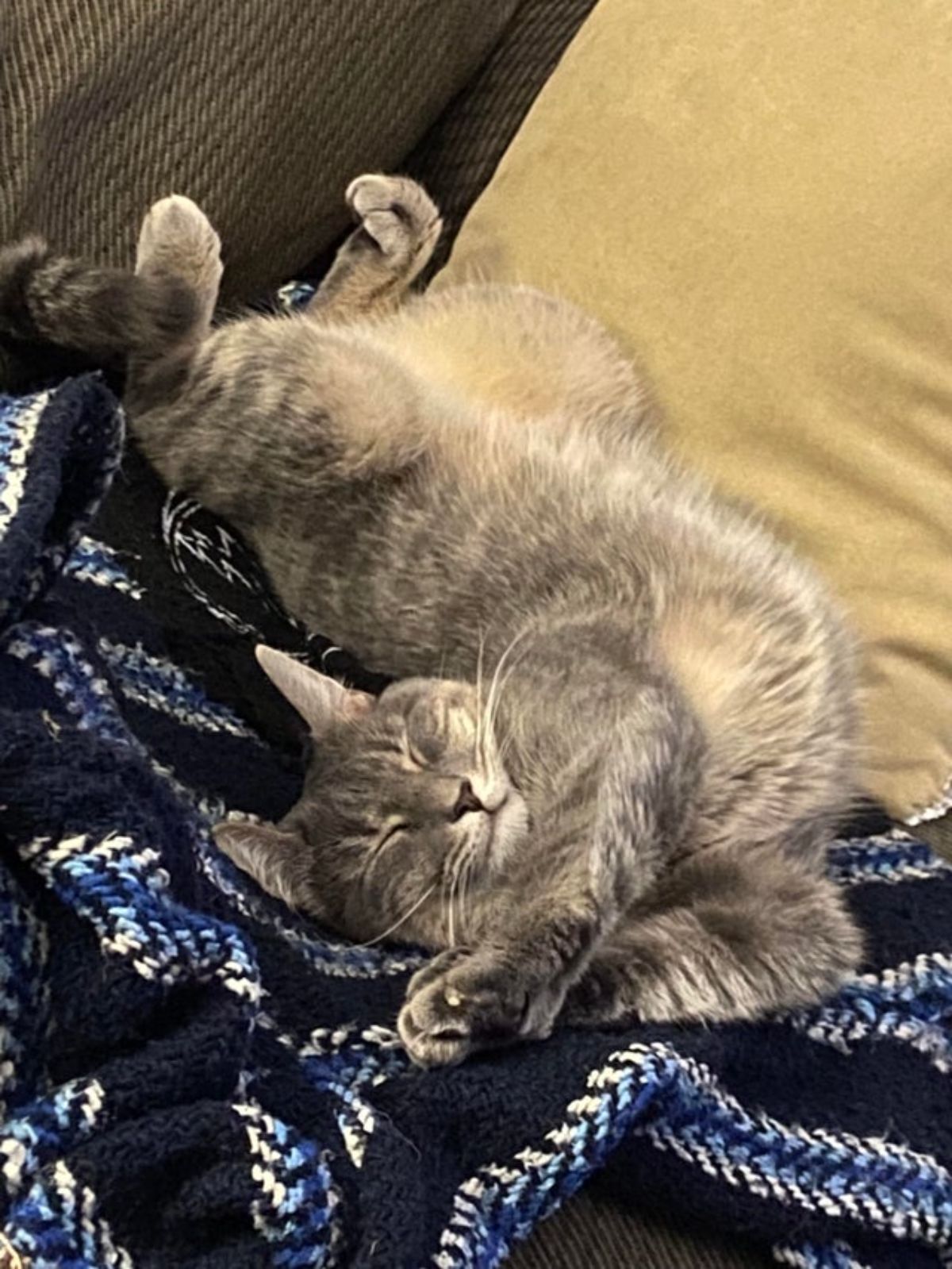 grey tabby cat sleeping twisted up on a blanket