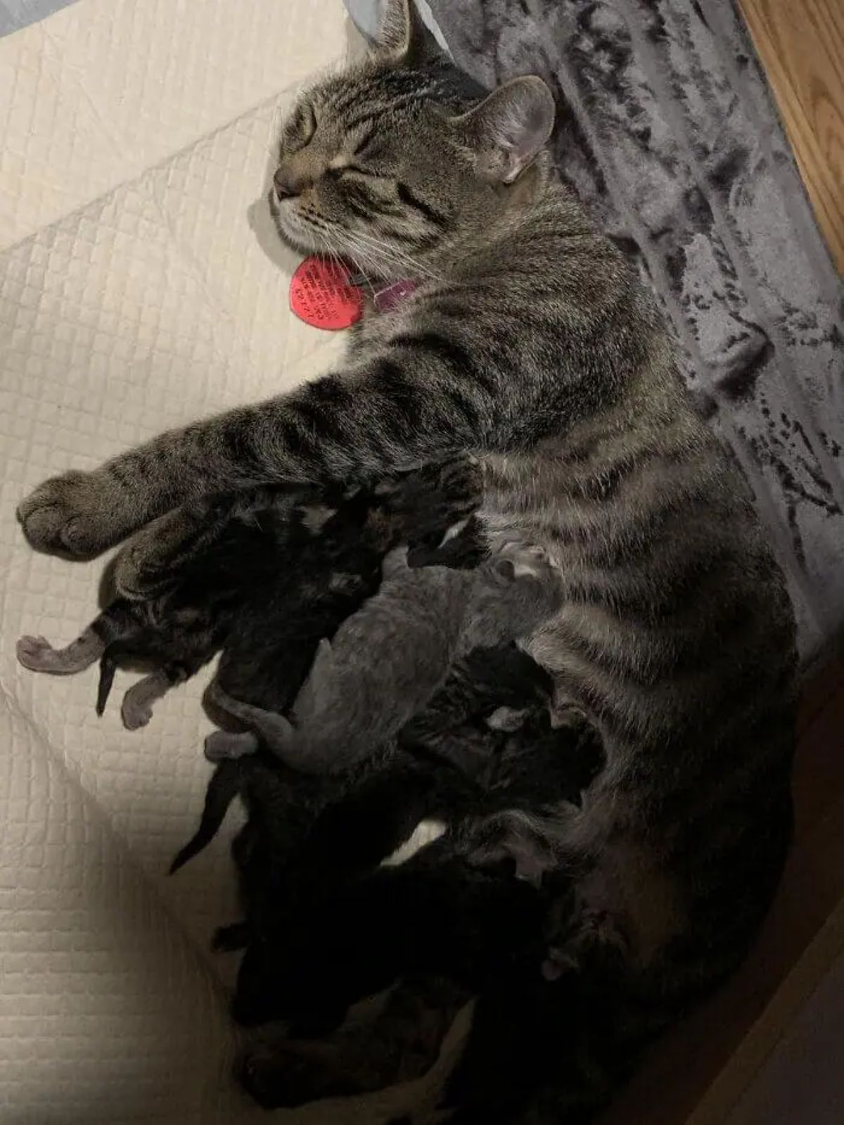 grey tabby mother cat laying sideways on a white blanket with 13 grey, black and grey tabby kittens drinking milk from her