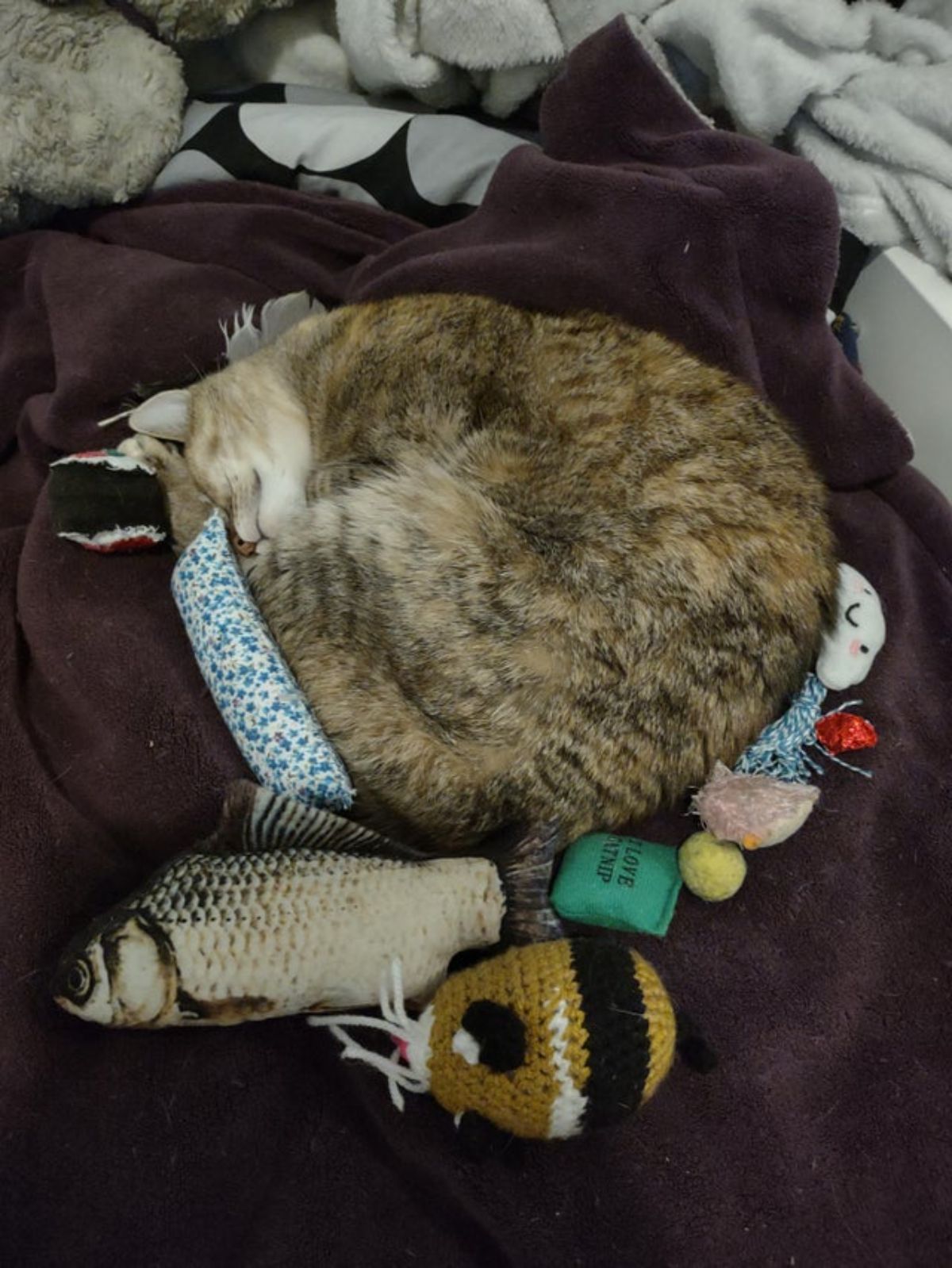 grey tabby sleeping on a bed in a ball surrounded by cat toys