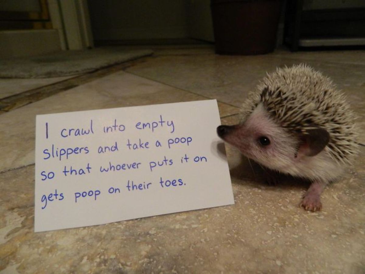 hedgehog standing on the floor sniffing the shaming note that says it gets into empty shoes and poops in them for people to step on