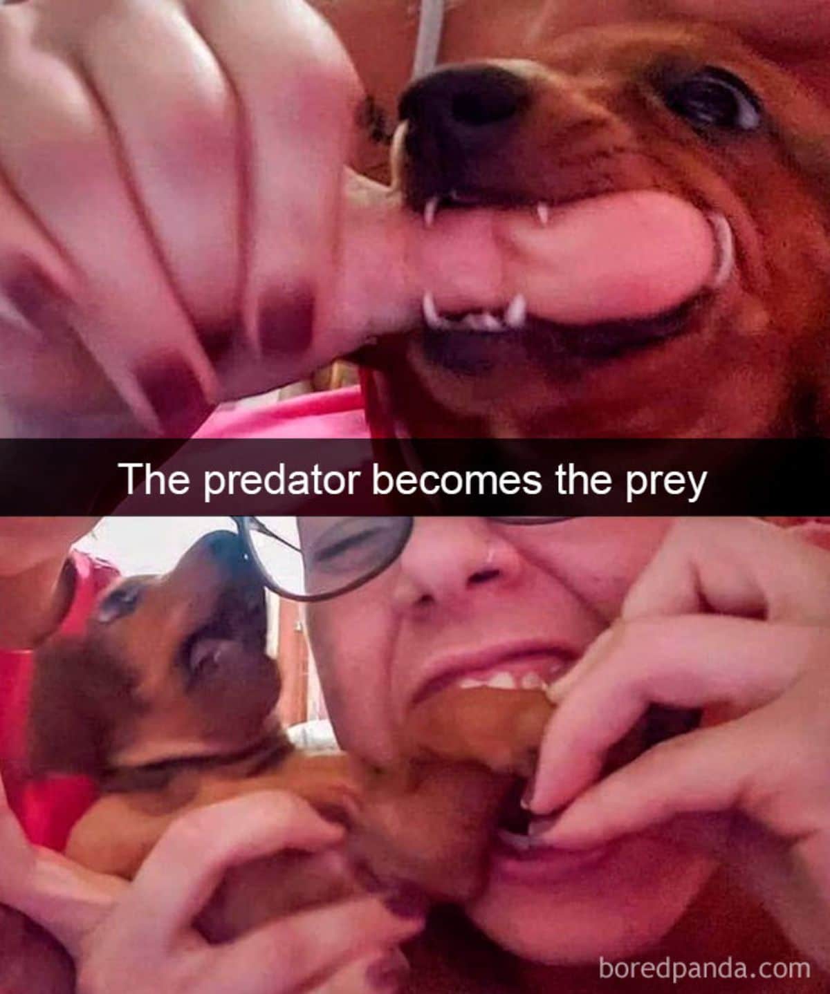 in the first photo a brown dog is biting someone's finger, in the second photo the person is biting the dog's leg with a caption saying the predator becomes the prey