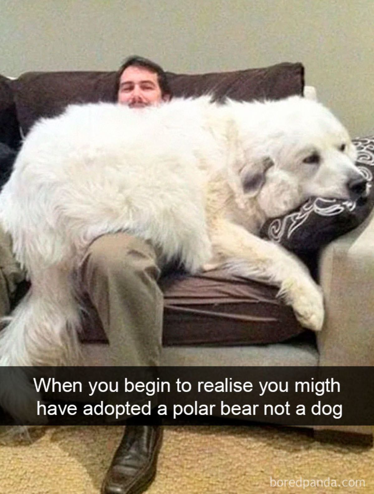 large and fluffy white dog laying across someone's lap on a brown sofa with a caption saying when you begin to realise you might have adopted a polar bear not a dog