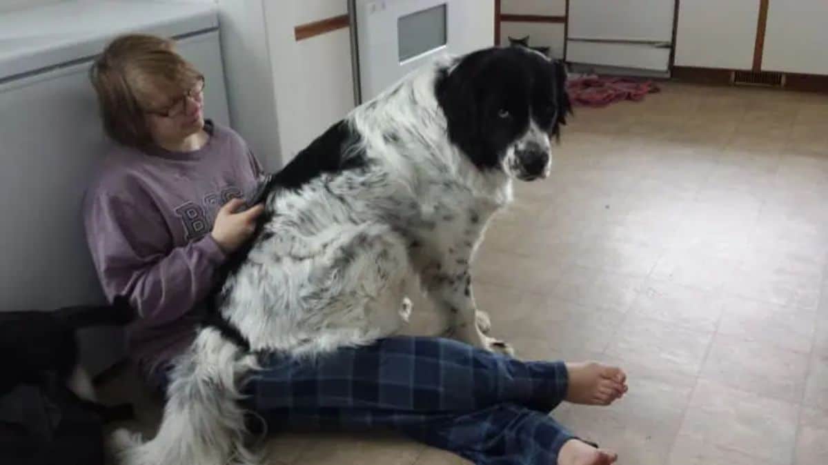 large black and white fluffy dog sitting on a pregnant woman's lap with the woman sitting on the floor