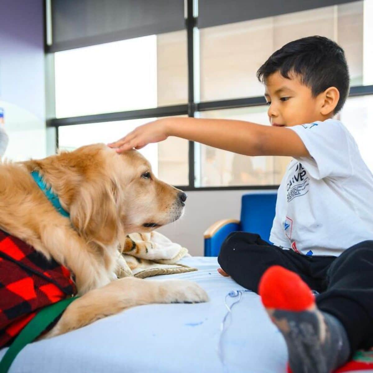 little boy petting a golden retriever's head while sitting on a bed