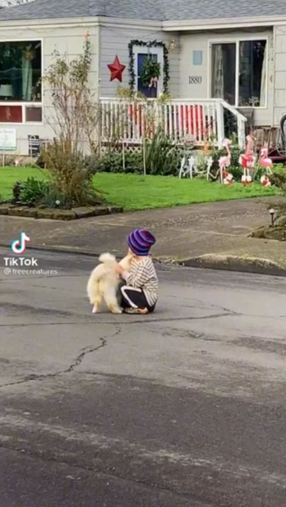 little boy squatting on the road next to a fluffy white cat