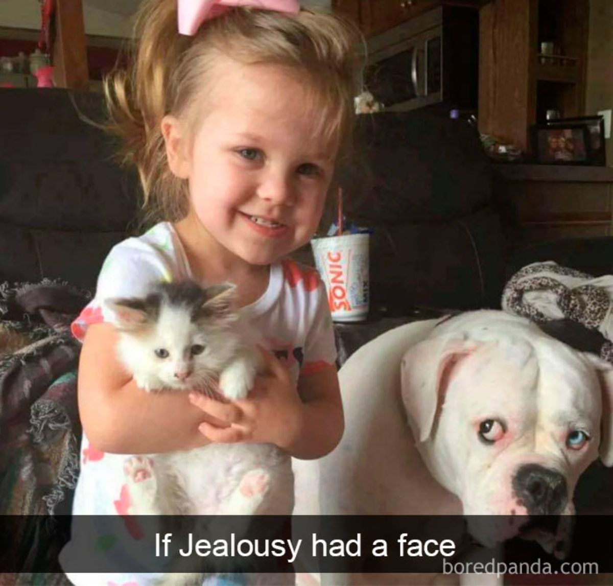 little girl holding a white and black kitten with a white bulldog watching from the side with a caption saying if jealousy had a face