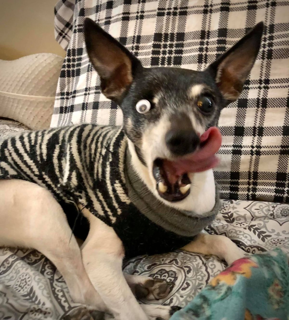 one-eyed black & brown dog wearing a black & brown sweater laying on a sofa with a googly eye on the right side with the tongue sticking out to the side