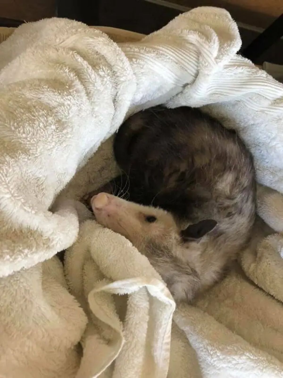 opossum laying in the middle of a white blanket
