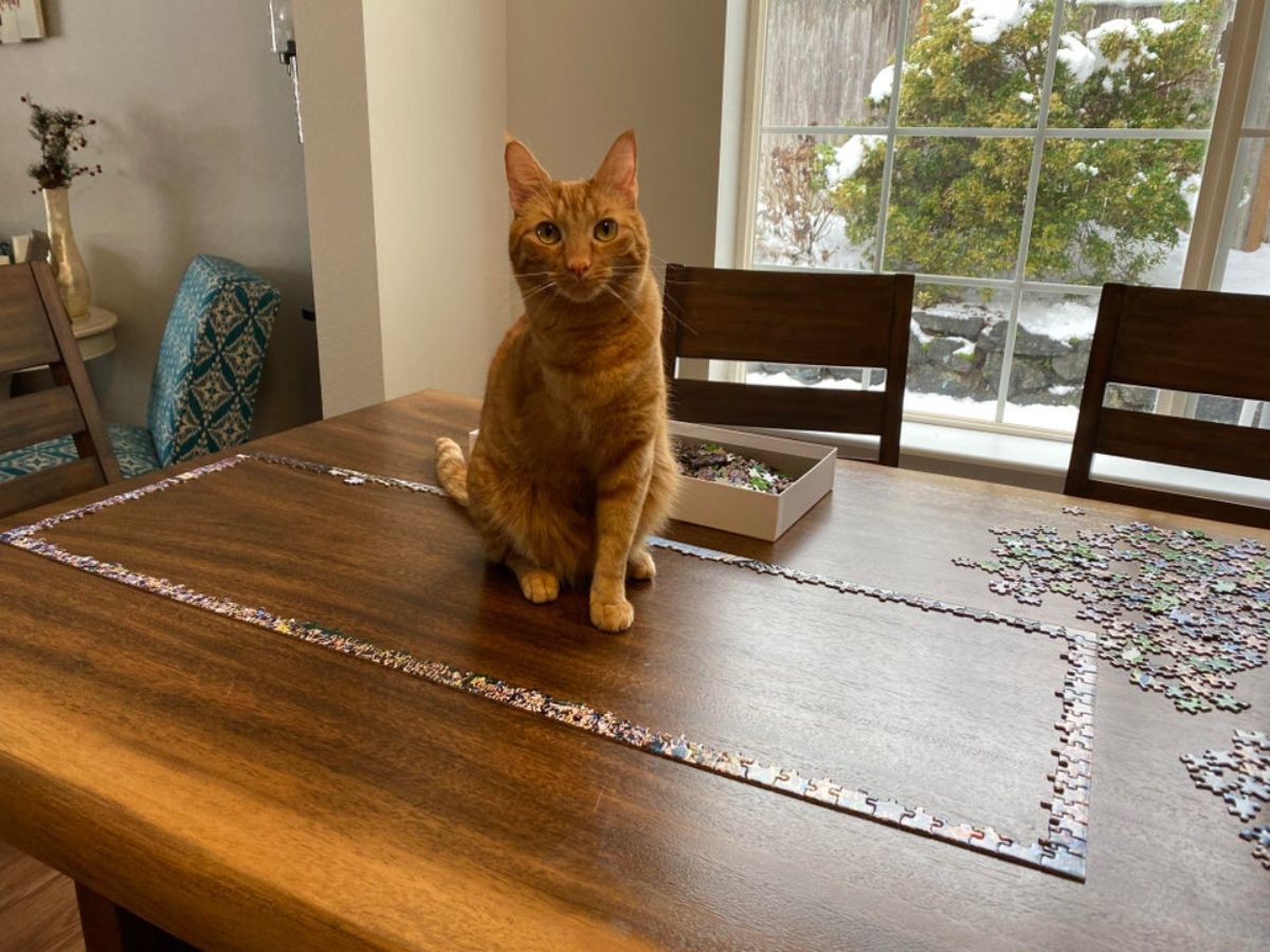 orange cat sitting on a wooden table in the middle of a jigsaw puzzle that has only the frame of it completed