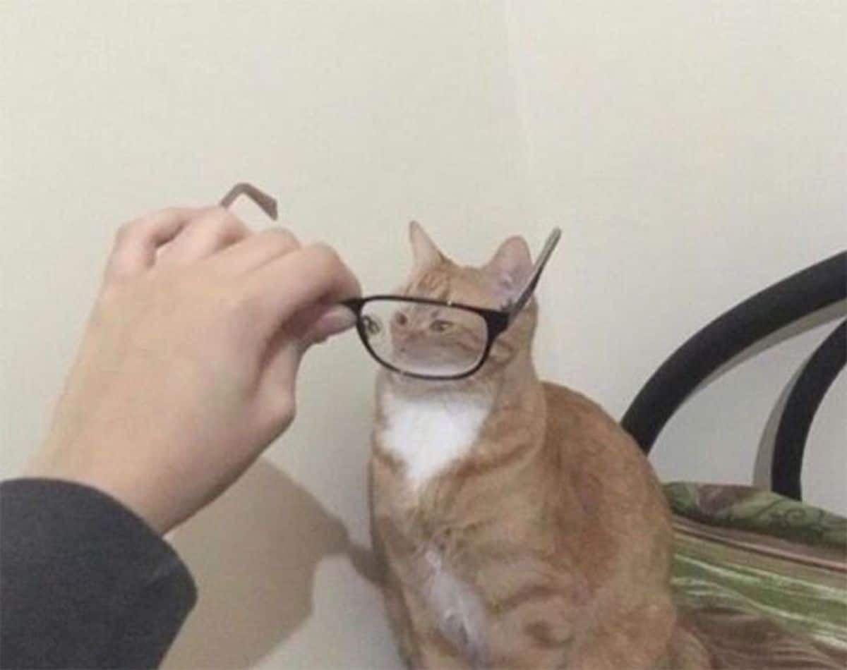 orange and white cat face seen through black framed spectacles