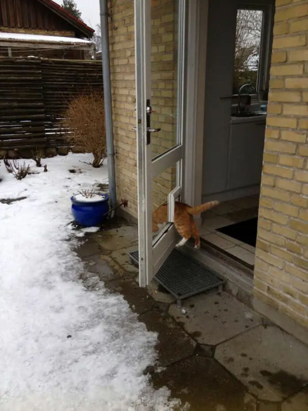 orange and white cat halfway through a cat door in an open glass door with the cat's legs in the air
