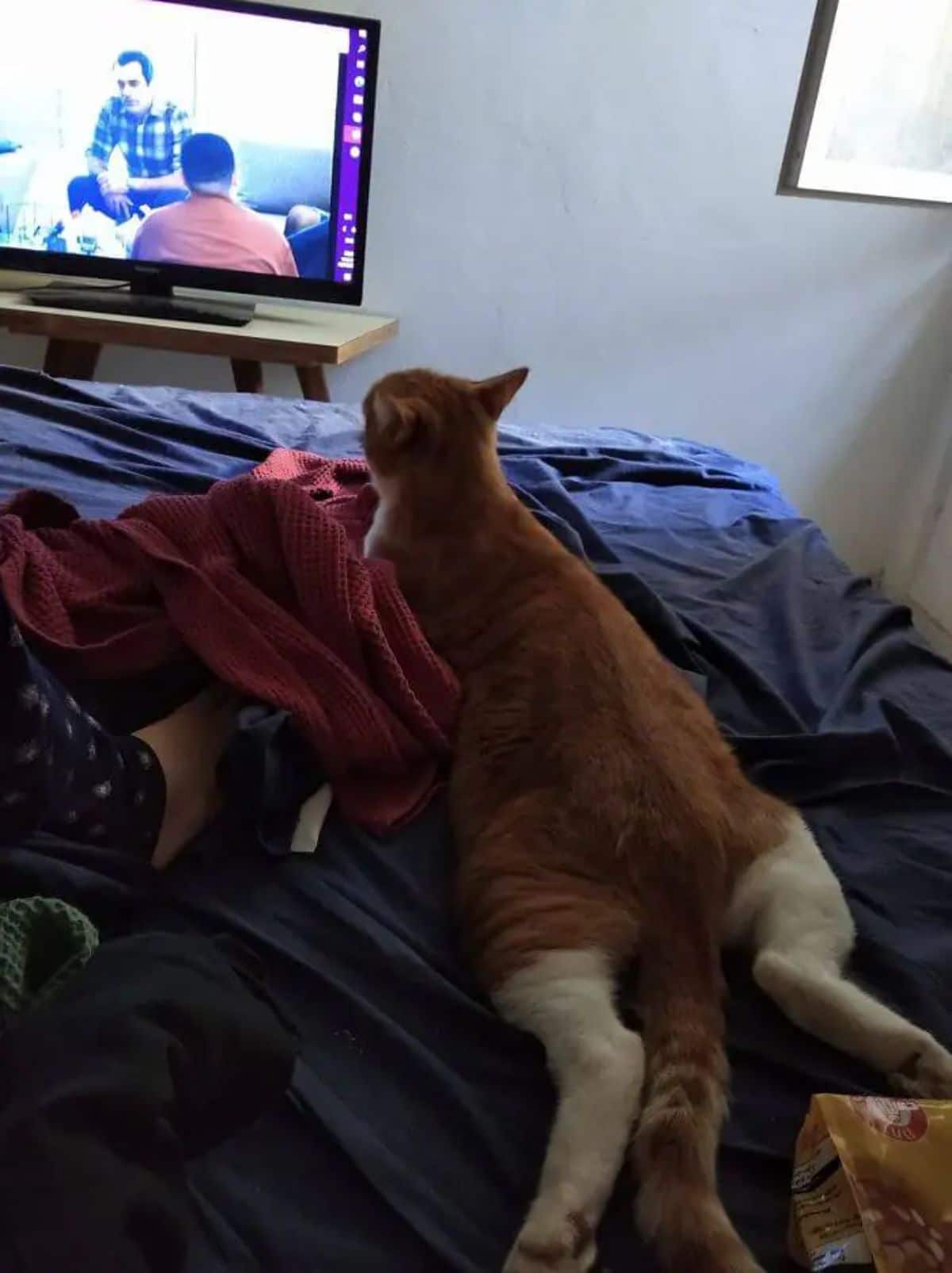orange and white cat laying on a blue bed next to someone's feet watching television