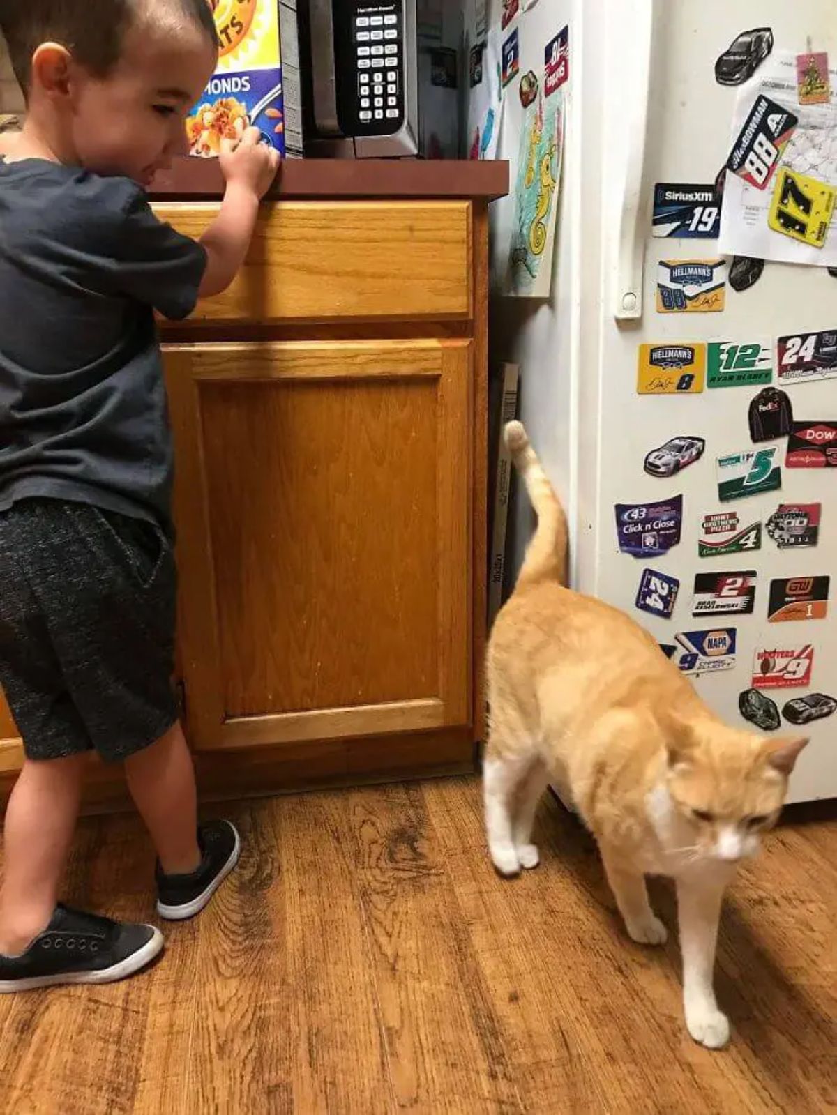 orange and white cat next to a fridge in a kitchen while a little boy stands by a counter